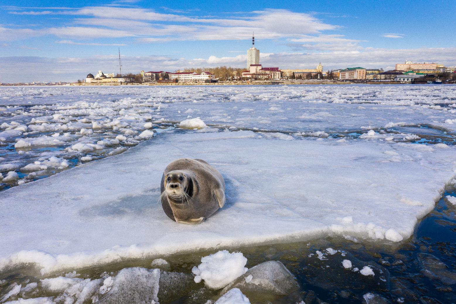 нерпа белое море